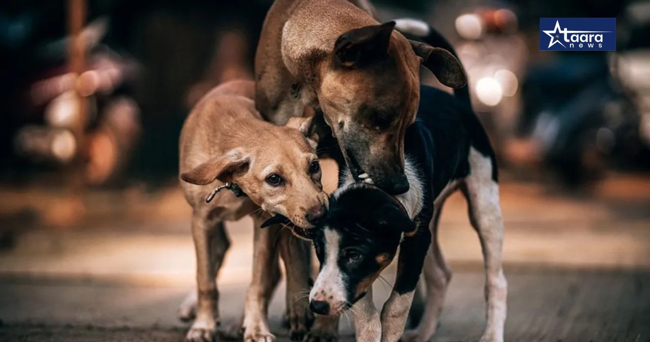 kolhapur stray dog menace 34000 dog bite cases